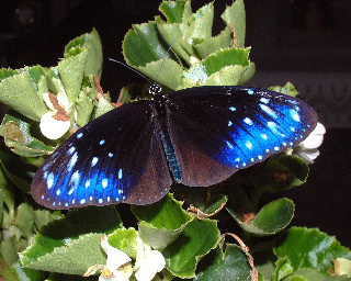 tumamurasaki32008.jpg